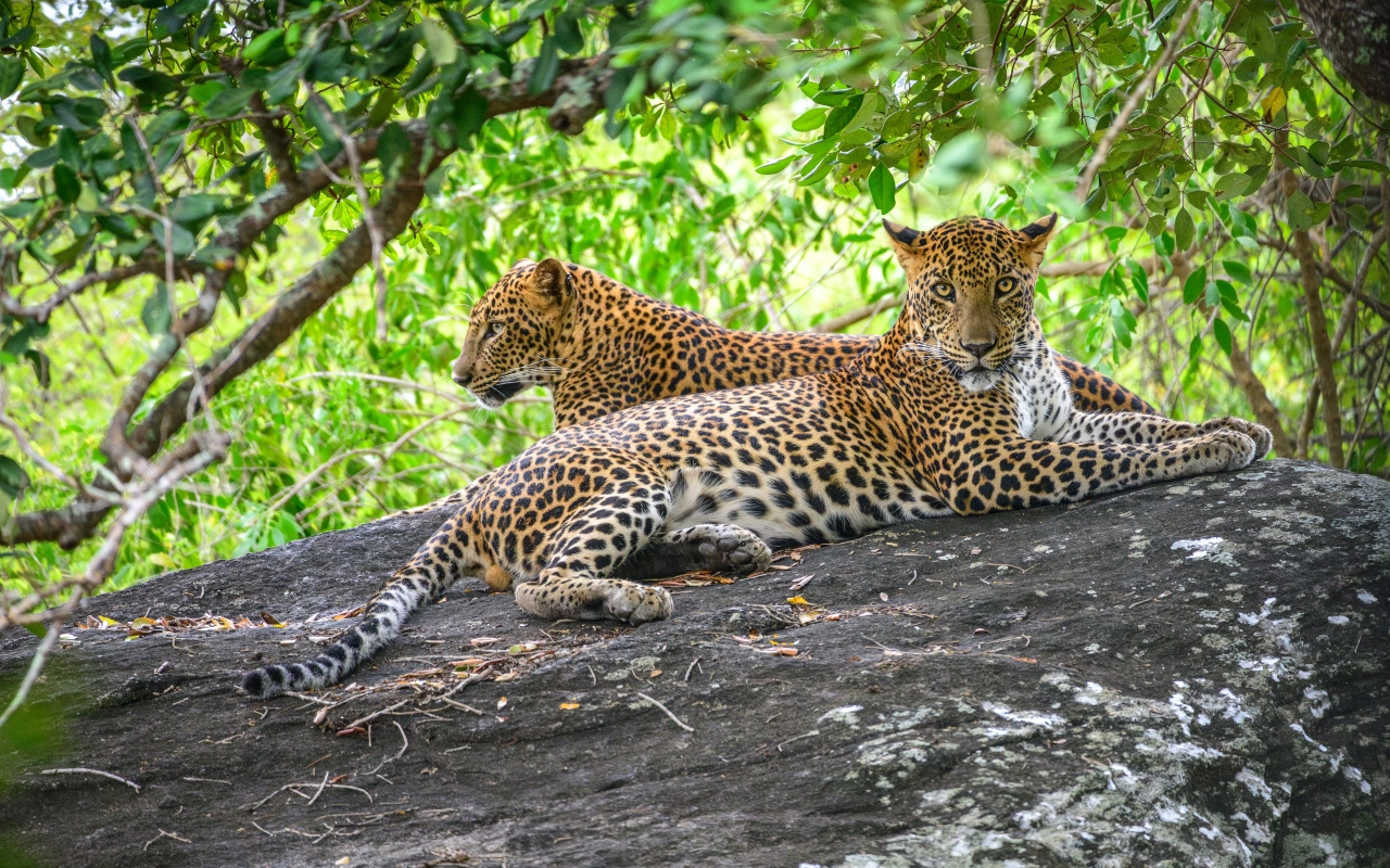 Yala National Park
