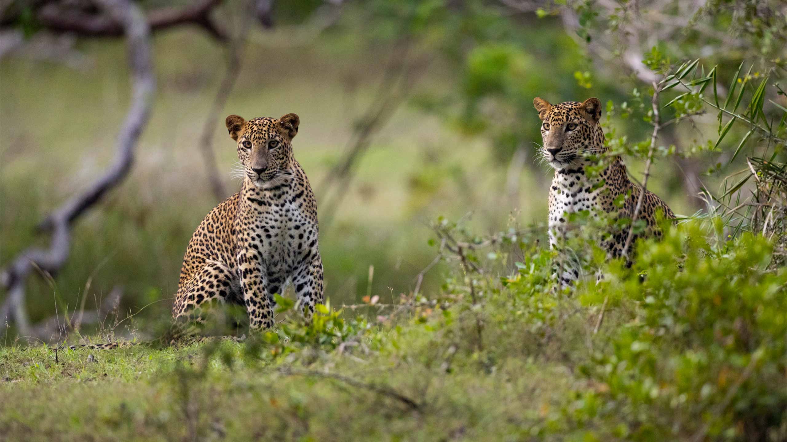 Wilpattu National Park