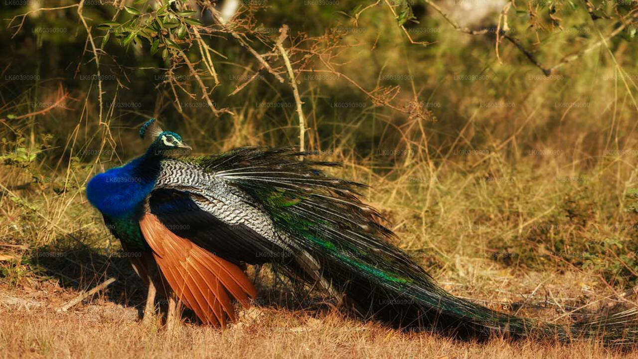 Bundala National Park