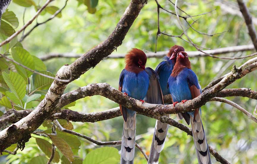 Sinharaja Forest Reserve